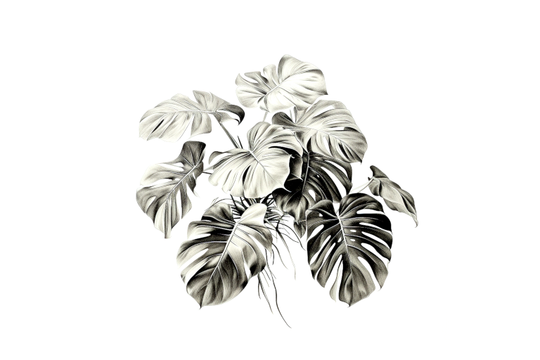 Monstera Monstera